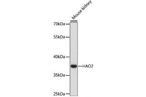 Hydroxyacid Oxidase 2 (HAO2) 抗体