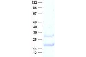 Validation with Western Blot (CISD2 Protein (His tag))