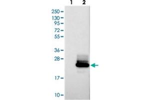 Western blot analysis of Lane 1: Negative control (vector only transfected HEK293T lysate), Lane 2: Over-expression Lysate (Co-expressed with a C-terminal myc-DDK tag (~3. (PRAP1 抗体)