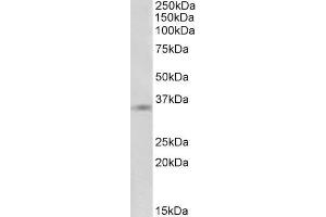 ABIN335114 (1 µg/mL) staining of A431 lysate (35 µg protein in RIPA buffer). (Annexin a1 抗体  (C-Term))