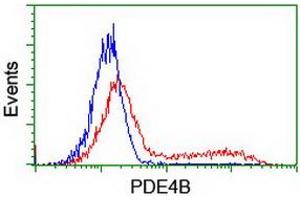 Image no. 3 for anti-phosphodiesterase 4B, cAMP-Specific (PDE4B) antibody (ABIN1500091) (PDE4B 抗体)