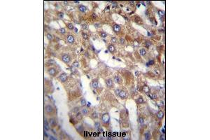 BEND7 Antibody (C-term) (ABIN656703 and ABIN2845935) immunohistochemistry analysis in formalin fixed and paraffin embedded human liver tissue followed by peroxidase conjugation of the secondary antibody and DAB staining. (BEND7 抗体  (C-Term))