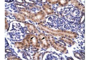 Image no. 1 for anti-Paired Box 5 (PAX5) (AA 64-113) antibody (ABIN6735893) (PAX5 抗体  (AA 64-113))