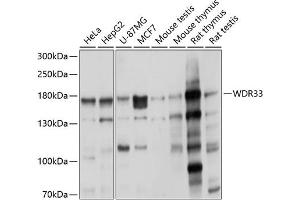 Western blot analysis of extracts of various cell lines, using WDR33 antibody (ABIN6128922, ABIN6150189, ABIN6150191 and ABIN6225030) at 1:1000 dilution. (WDR33 抗体  (AA 1-200))