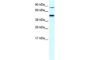 Human Liver; WB Suggested Anti-EPB42 Antibody Titration: 0. (EPB42 抗体  (Middle Region))