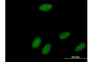 Immunofluorescence of purified MaxPab antibody to POLR3K on HeLa cell. (POLR3K 抗体  (AA 1-108))