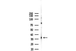 Western blot analysis of lysates from  cells(heat-shock,45 min treatment), using PPP1CA Antibody at 1/1000 dilution.