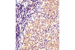 (ABIN6243917 and ABIN6577996) staining (Mouse) Nr4a2 in mouse spleen sections by Immunohistochemistry (IHC-P - paraformaldehyde-fixed, paraffin-embedded sections). (NR4A2 抗体  (AA 164-197))