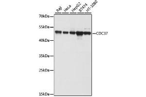 Western blot analysis of extracts of various cell lines, using CDC37 antibody. (CDC37 抗体  (AA 1-160))