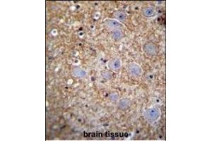 XKR4 Antibody (C-term) (ABIN655553 and ABIN2845060) immunohistochemistry analysis in formalin fixed and paraffin embedded human brain tissue followed by peroxidase conjugation of the secondary antibody and DAB staining. (XKR4 抗体  (C-Term))