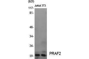 Western Blotting (WB) image for anti-PRA1 Domain Family, Member 2 (PRAF2) (C-Term) antibody (ABIN3186548) (PRAF2 抗体  (C-Term))
