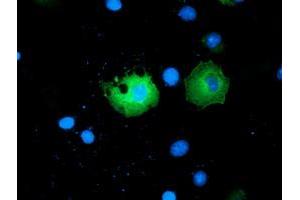 Anti-PAICS mouse monoclonal antibody (ABIN2453417) immunofluorescent staining of COS7 cells transiently transfected by pCMV6-ENTRY PAICS (RC215225). (PAICS 抗体)