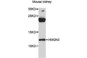 Western blot analysis of extracts of mouse kidney, using HMGN3 antibody (ABIN6293333) at 1:3000 dilution. (HMGN3 抗体)