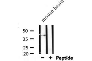 Western blot analysis of GAP43 expression in Mouse brain lysate (GAP43 抗体  (C-Term))
