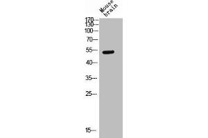 Western blot analysis of Mouse-kidney lysis using Glut3 antibody. (SLC2A3 抗体  (C-Term))