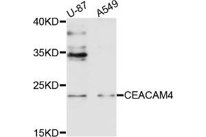 Western blot analysis of extracts of U87 and A549 cells, using CEACAM4 antibody. (CEACAM4 抗体)