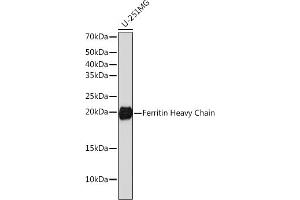 Western blot analysis of extracts of U-251MG cells, using Ferritin Heavy Chain antibody (ABIN7267168) at 1:1000 dilution. (FTH1 抗体)