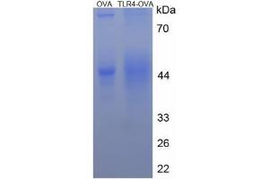 Image no. 2 for Toll-Like Receptor 4 (TLR4) (AA 420-435) peptide (Ovalbumin) (ABIN5666388) (Toll-Like Receptor 4 (TLR4) (AA 420-435) peptide (Ovalbumin))