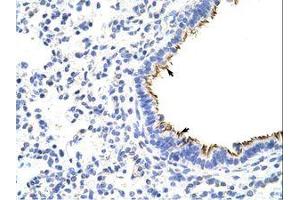 Image no. 1 for anti-Zinc Finger Protein 16 (ZNF16) (N-Term) antibody (ABIN6736214) (ZNF16 抗体  (N-Term))