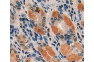 Used in DAB staining on fromalin fixed paraffin-embedded stomach tissue (Intrinsic Factor 抗体  (AA 198-413))