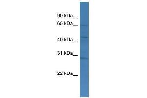 Western Blot showing TMCO4 antibody used at a concentration of 1-2 ug/ml to detect its target protein. (TMCO4 抗体  (C-Term))