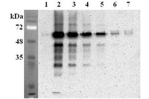 Immunoprecipitation confirmed by recombinant mouse FTO. (FTO 抗体)