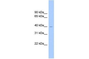 WB Suggested Anti-ELAVL2 Antibody Titration: 0. (ELAVL2 抗体  (N-Term))