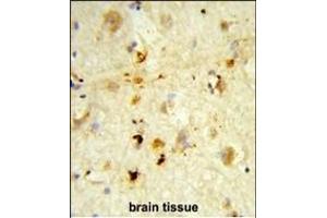 Formalin-fixed and paraffin-embedded human brain tissue reacted with ITGBL1 Antibody (Center), which was peroxidase-conjugated to the secondary antibody, followed by DAB staining. (ITGBL1 抗体  (AA 334-360))