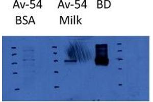 HIF1A antibody - middle region  validated by WB using CoCl2 at 1:500.