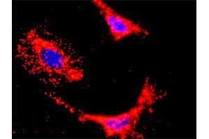 Proximity Ligation Analysis of protein-protein interactions between HCK and PIK3CB. (HCK 抗体  (AA 1-505))