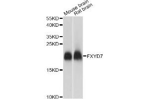 Western blot analysis of extracts of various cell lines, using FXYD7 antibody. (FXYD7 抗体)