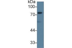 Western blot analysis of Mouse 3T3-L1 cell lysate, using Human DVL2 Antibody (1 µg/ml) and HRP-conjugated Goat Anti-Rabbit antibody ( (DVL2 抗体  (AA 78-250))