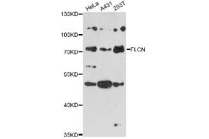 Western blot analysis of extracts of various cell lines, using FLCN antibody (ABIN6294212) at 1:3000 dilution. (FLCN 抗体)