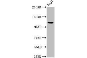 Western Blot Positive WB detected in: Raji whole cell lysate All lanes: NFKB1 antibody at 3.