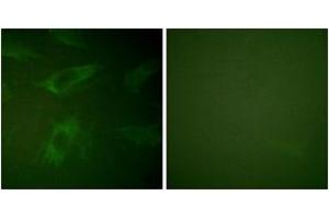 Immunofluorescence (IF) image for anti-Rabphilin 3A (RPH3A) (AA 203-252) antibody (ABIN2888698) (RPH3A 抗体  (AA 203-252))