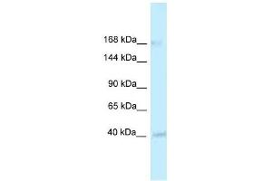 Western Blot showing RGD1563533 antibody used at a concentration of 1. (CASZ1 抗体  (Middle Region))