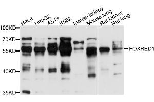 Western blot analysis of extracts of various cell lines, using FOXRED1 antibody (ABIN4903700) at 1:1000 dilution. (FOXRED1 抗体)