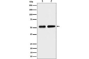 Western blot analysis of Septin 8 expression in (1) HeLa cell lysate, (2) NIH/3T3 cell lysate.