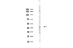 Western blot analysis of lysates from PC12 cells(LPS 4h treatment), using TNFRSF4/C Antibody at 1/1000 dilution.