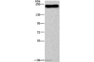 Western blot analysis of NIH/3T3 cell, using BRD4 Polyclonal Antibody at dilution of 1:500 (BRD4 抗体)