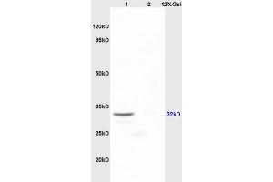 Lane 1: mouse embryo lysates Lane 2: mouse lung lysates probed with Anti SOX2 Polyclonal Antibody, Unconjugated (ABIN669621) at 1:200 in 4 °C.