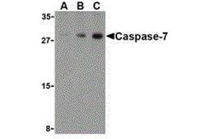Western Blotting (WB) image for anti-Caspase 7, Apoptosis-Related Cysteine Peptidase (CASP7) (C-Term) antibody (ABIN2477917) (Caspase 7 抗体  (C-Term))