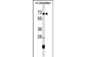 Western blot analysis in mouse bladder tissue lysates (35ug/lane). (OSGIN1 抗体  (C-Term))