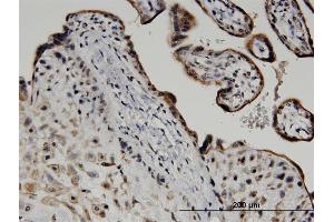 Immunoperoxidase of monoclonal antibody to ATF6 on formalin-fixed paraffin-embedded human placenta. (ATF6 抗体  (AA 91-193))