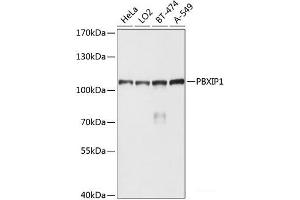 Western blot analysis of extracts of various cell lines using PBXIP1 Polyclonal Antibody at dilution of 1:1000. (PBXIP1 抗体)