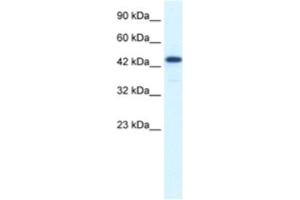 Western Blotting (WB) image for anti-REST Corepressor 3 (RCOR3) antibody (ABIN2460872) (RCOR3 抗体)