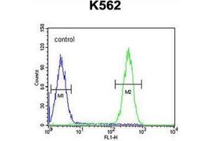 Flow cytometric analysis of K562 cells using FBXW12 Antibody (C-term) Cat. (FBXW12 抗体  (C-Term))