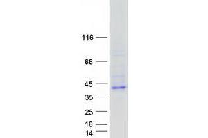 Validation with Western Blot (RELL2 Protein (Transcript Variant 1) (Myc-DYKDDDDK Tag))