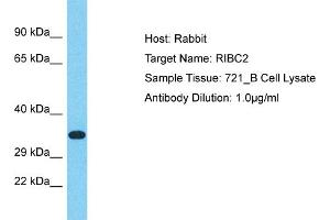 Host: Rabbit Target Name: RIBC2 Sample Tissue: Human 721_B Whole Cell Antibody Dilution: 1ug/ml (RIBC2 抗体  (Middle Region))