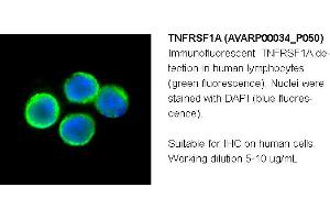 Image no. 2 for anti-Tumor Necrosis Factor Receptor Superfamily, Member 1A (TNFRSF1A) (N-Term) antibody (ABIN2792105) (TNFRSF1A 抗体  (N-Term))